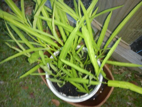 How do you grow a fenugreek plant?